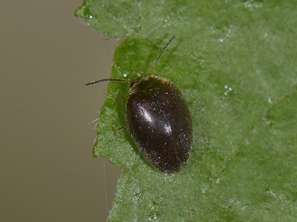 Coleotterino: Hydrocyphon sp. (Scirtidae)